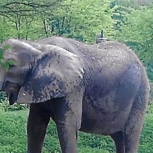 African elephant 2009