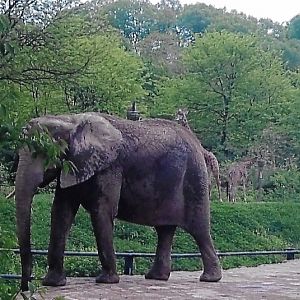 African elephant 2009