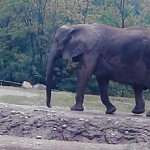 African elephant 2009