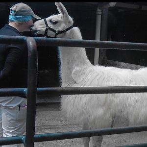 llama with handler 2009