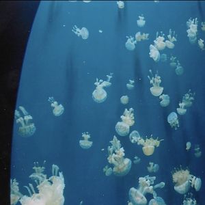 jelly tank