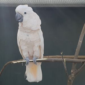 White cockatoo