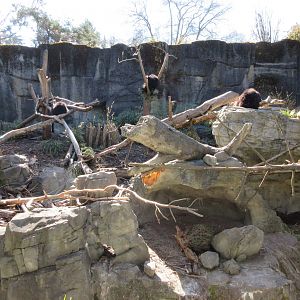 Sloth Bear Exhibit (a trio of bears)
