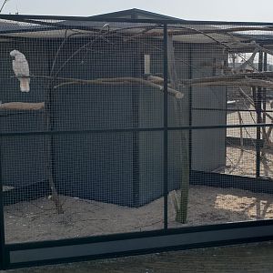 Enclosure White cockatoo