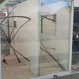 Indoor-enclosures Common marmoset