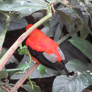 Andean Cock-of-the-Rock