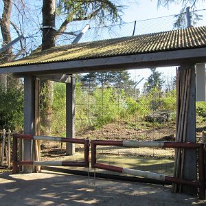 Malayan Tiger Exhibit - Training Wall