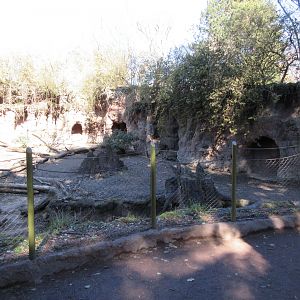 Common Warthog Exhibit (New Fencing)