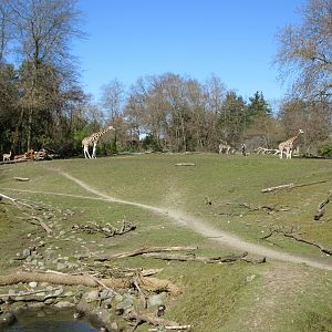 African Savanna - Reticulated Giraffes + Grant's Zebras + Grant's Gazelles