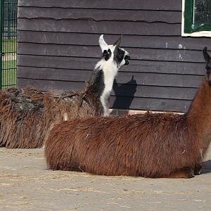 Llamas