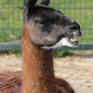 Llama