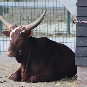Ankole