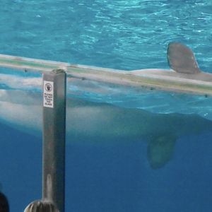 Beluga whale 2010