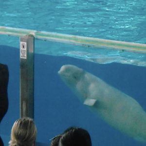 beluga whale 2010