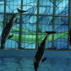 Pacific white sided dolphin 2010