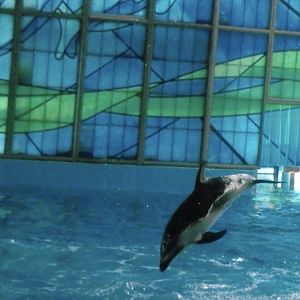 pacific white sided dolphin 2010