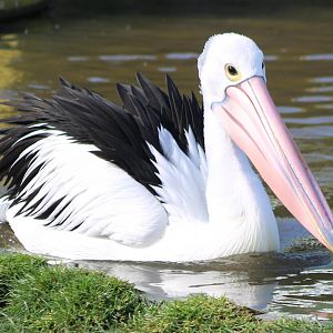 Australian pelican