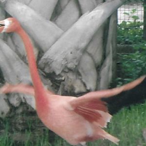 American flamingo 2010