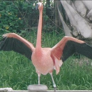 American flamingo 2010