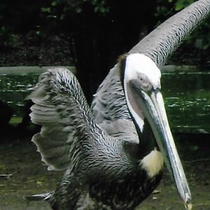 brown pelican 2010