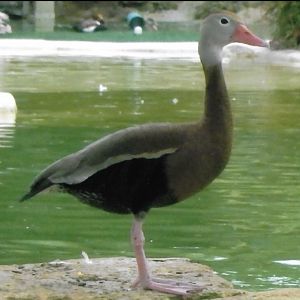 black bellied whistling duck 2010