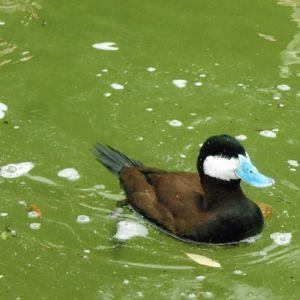 ruddy duck 2010