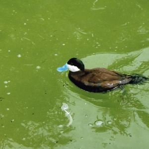 ruddy duck 2010