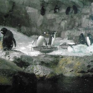 mixed penguin species exhibit 2010