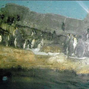 mixed penguin species exhibit 2010