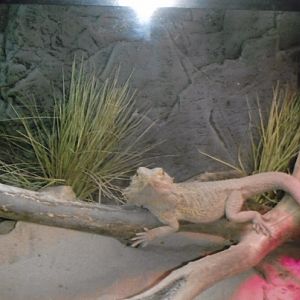 bearded dragon 2010