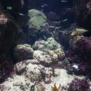 Small North Sea aquarium