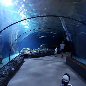 Atlantic tunnel-aquarium