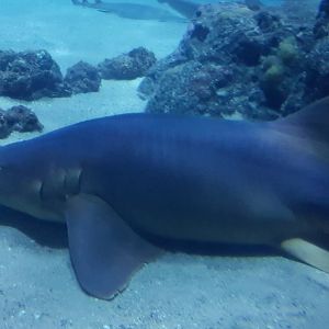Nurse shark