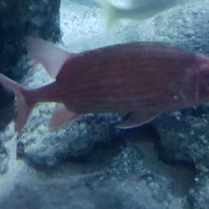 Soldierfish