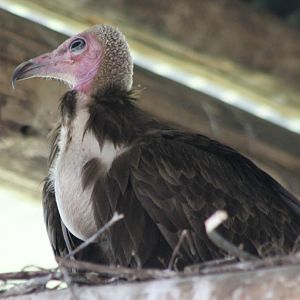 Incubating Hooded vulture