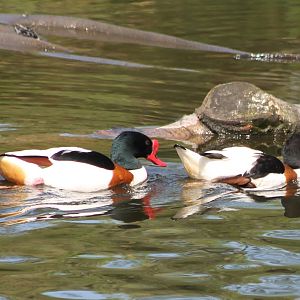 Common shellducks