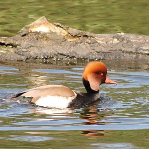 Red-crested pochard