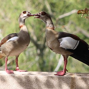 Egyptian geese