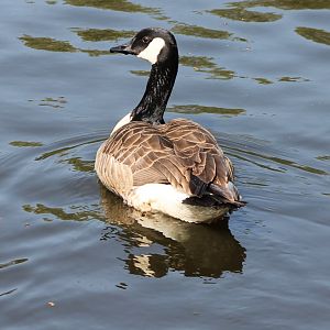 Canada goose
