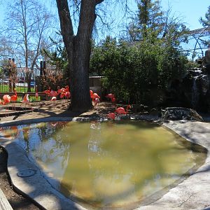 Front Flamingo Exhibit