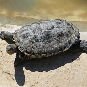 Chinese Stripe-necked Turtle