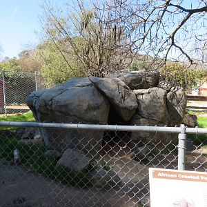 African Crested Porcupine Exhibit