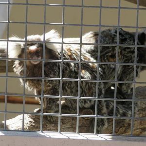 Common Marmosets