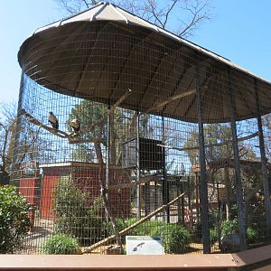King Vulture Aviary
