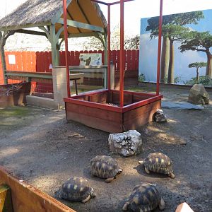 Radiated Tortoise Exhibit