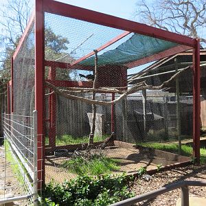 Greater Curassow Exhibit