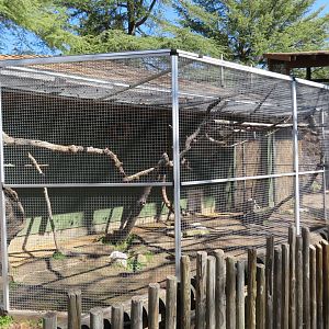Red-fronted Macaw/White-eared Titi Exhibit