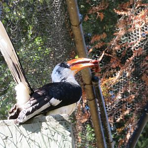 Von der Decken's Hornbill