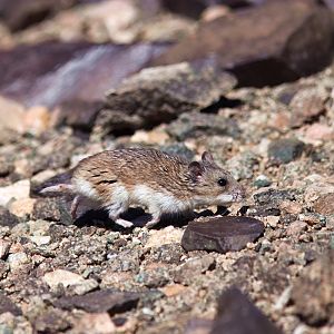 Gobi Altai mountain vole