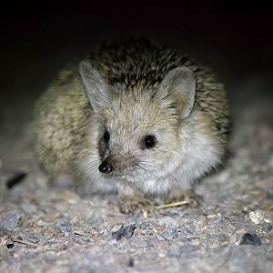 Long-eared hedgehog